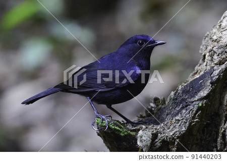 Beautiful dark blue white-tailed robin found in national parks in Southeast Asia such as Taiwan, Vietnam, Thailand and Malaysia Beautiful dark blue white-tailed robin found in national parks in Southeast Asia such as Taiwan, Vietnam, Thailand and Malaysia 91440203