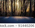 Snowfield trees and Asahi 1 91440206