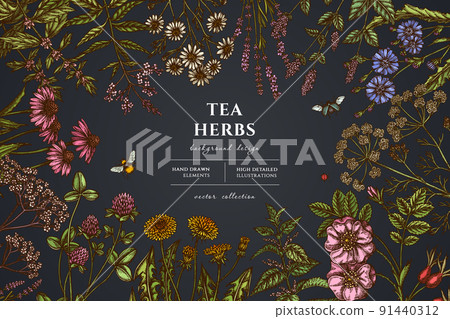 Tea herbs hand drawn illustration design. Background with vintage chamomile, mint, chicory, etc. 91440312