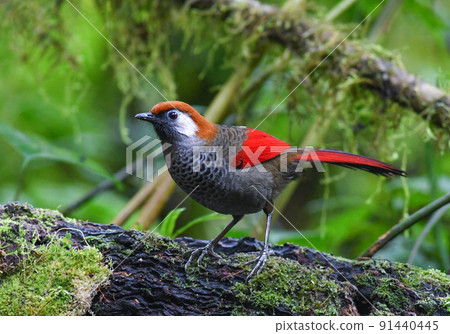 Red-tailed slaughterhouse with beautiful bright red feathers found in highland forests such as Vietnam, China, and Thailand Red-tailed slaughterhouse with beautiful bright red feathers found in highland forests such as Vietnam, China, and Thailand 91440445
