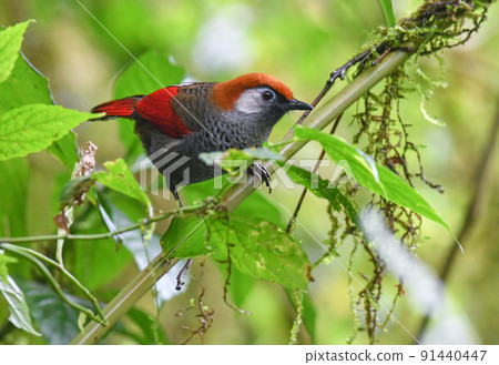 Red-tailed slaughterhouse with beautiful bright red feathers found in highland forests such as Vietnam, China, and Thailand Red-tailed slaughterhouse with beautiful bright red feathers found in highland forests such as Vietnam, China, and Thailand 91440447