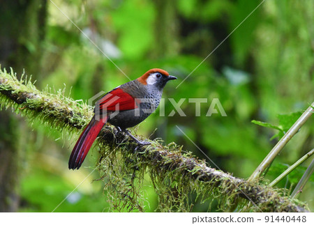 Red-tailed slaughterhouse with beautiful bright red feathers found in highland forests such as Vietnam, China, and Thailand Red-tailed slaughterhouse with beautiful bright red feathers found in highland forests such as Vietnam, China, and Thailand 91440448