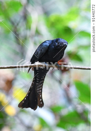 Black drongo with black wings that inhabits tropical rainforests such as Thailand and Malaysia Black drongo with black wings that inhabits tropical rainforests such as Thailand and Malaysia 91440772