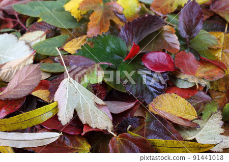Autumn leaves 91441018