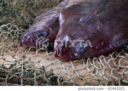 Flathead sole (Hippoglossoides elassodon) on net Flathead sole (Hippoglossoides elassodon) on net 91441021