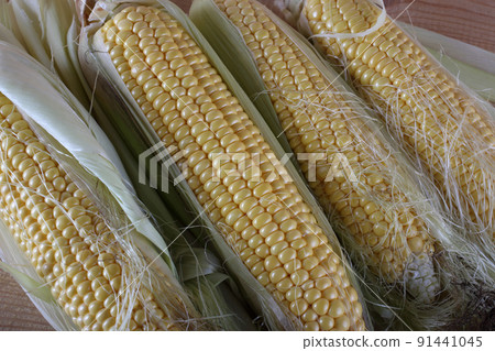 Corn background 91441045