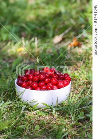 Fresh ripe sweet summer berries. Red wet cherries in a transparent vase on tree stump outdoors. Cherry fruits in summer park. 91441046