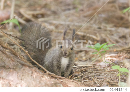 I Corris I Corris 91441244