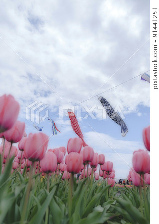 Tulip sea Tulip sea 91441251