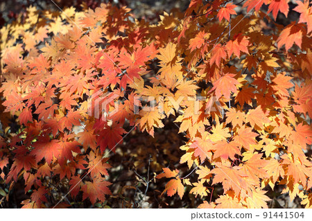 Autumn maple tree 91441504