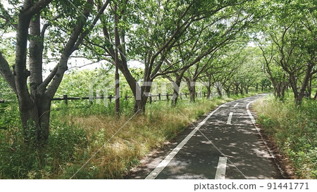 Next to the walking path of sunlight through the trees Next to the walking path of sunlight through the trees 91441771