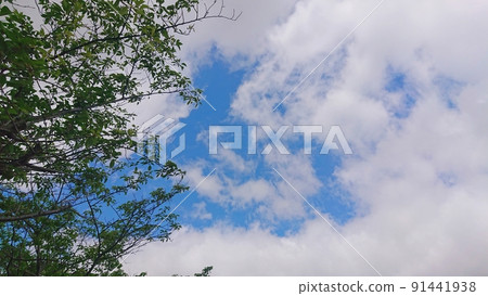 Beautiful green background material in the sky looking up 91441938