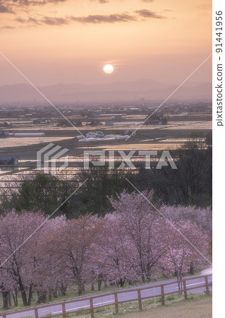 開滿櫻花的稻田 開滿櫻花的稻田 91441956