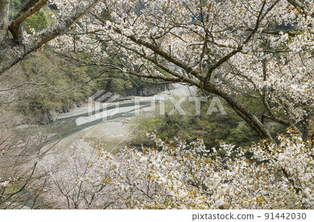 山梨縣春田羽川田羽山村 4月 山梨縣春田羽川田羽山村 4月 91442030