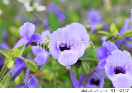 Super Torenia Catalina (Blue River) Super Torenia Catalina (Blue River) 91442307