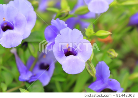 Super Torenia Catalina(藍河) Super Torenia Catalina(藍河) 91442308