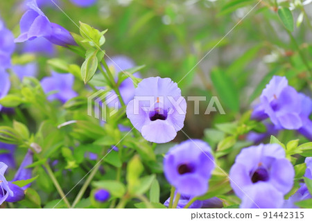 Super Torenia Catalina (Blue River) 91442315