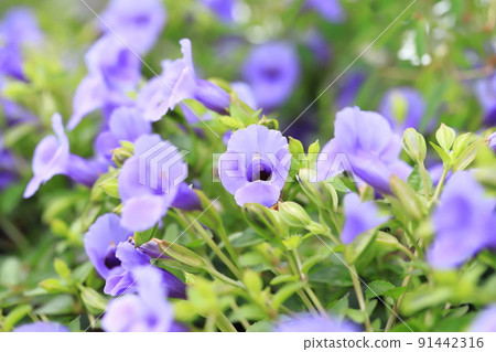 Super Torenia Catalina (Blue River) 91442316