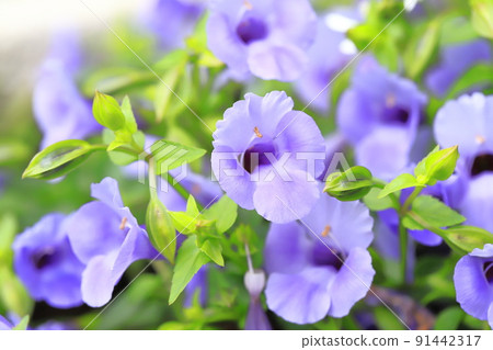 Super Torenia Catalina (Blue River) Super Torenia Catalina (Blue River) 91442317