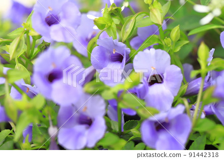 Super Torenia Catalina (Blue River) 91442318
