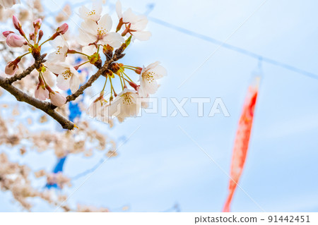 Cherry blossoms in full bloom and carp streamers swimming in Aikawa | Tarui Town, Fuwa District, Gifu Prefecture Cherry blossoms in full bloom and carp streamers swimming in Aikawa | Tarui Town, Fuwa District, Gifu Prefecture 91442451