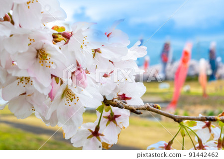櫻花盛開，鯉魚旗遊在愛川 | 岐阜縣不和區樽井町 91442462