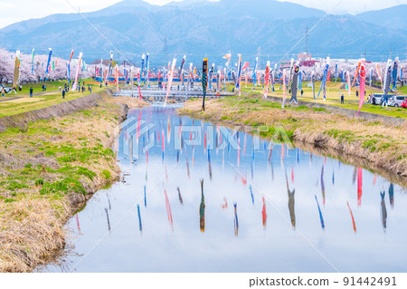Cherry blossoms in full bloom and carp streamers swimming in Aikawa | Tarui Town, Fuwa District, Gifu Prefecture Cherry blossoms in full bloom and carp streamers swimming in Aikawa | Tarui Town, Fuwa District, Gifu Prefecture 91442491
