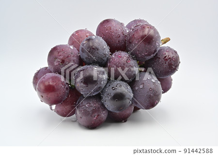 Grapefruit Grapefruit 91442588