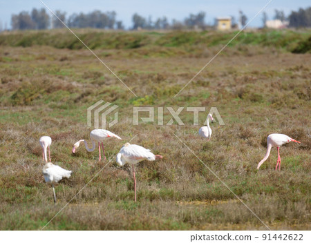 flamingo birds walk on the dam of the river flamingo birds walk on the dam of the river 91442622