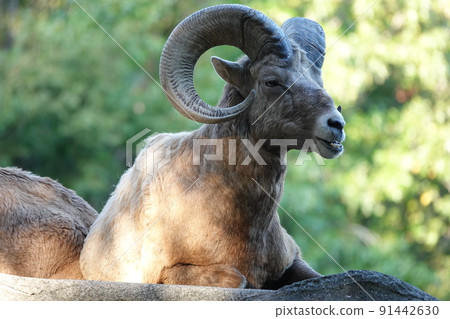 While bathing in the sun 91442630