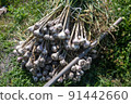 Harvest of garlic 91442660