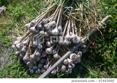 Harvest of garlic Harvest of garlic 91442660