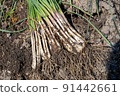 Island Rakkyo Harvest 91442661
