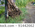 Island Rakkyo Harvest 91442662