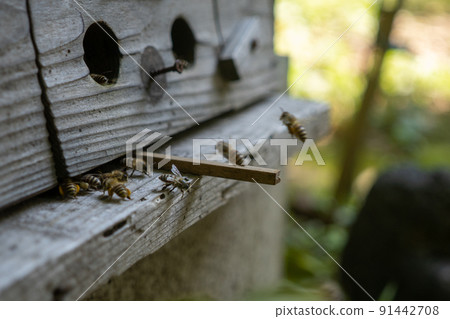 Japanese bee hive Japanese bee hive 91442708