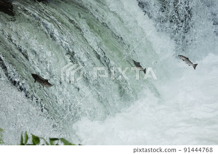 Over the cherry salmon waterfall Over the cherry salmon waterfall 91444768