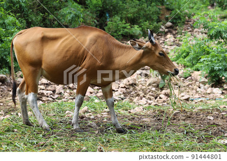 The female red cow in nature garden The female red cow in nature garden 91444801