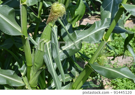 Immediately before harvesting corn 91445120
