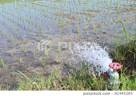 A state of water filling in a rice field A state of water filling in a rice field 91445265