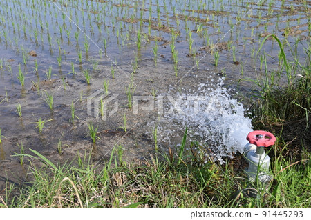 A state of water filling in a rice field 91445293