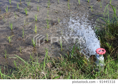 A state of water filling in a rice field A state of water filling in a rice field 91445318