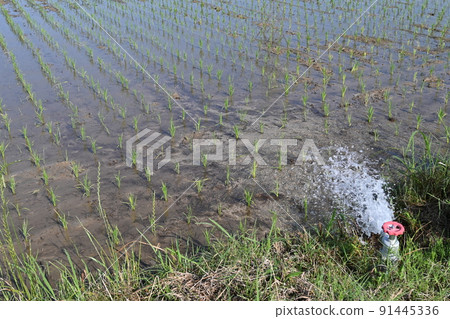 A state of water filling in a rice field 91445336