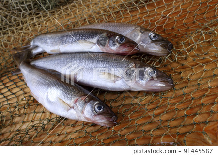 Smelt fish on net. Osmerus mordax 91445587
