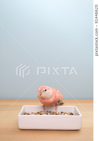 伯克的鸚鵡 伯克的鸚鵡 91446620