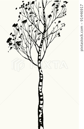 Birch. Vector drawing black pattern Birch. Vector drawing black pattern 91446917