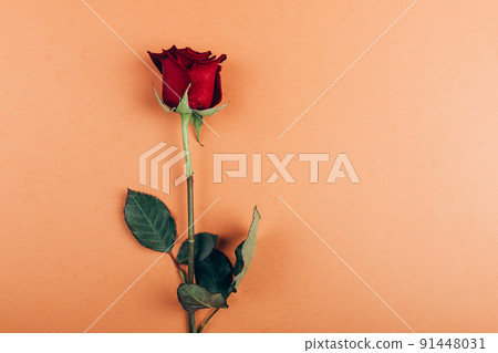 Red rose with message card. 91448031