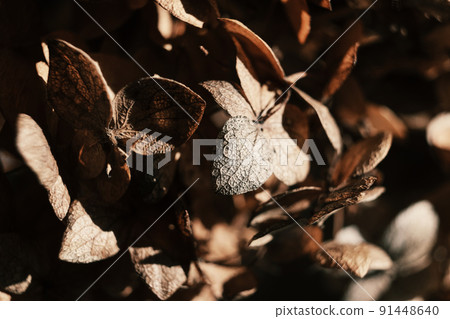 Dried hydrangea petals in sunlight close up. Beautiful dry flowers on black background. Stylish poster, soft focus 91448640