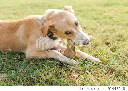 farm dog enjoy chewing on big bones 91448648