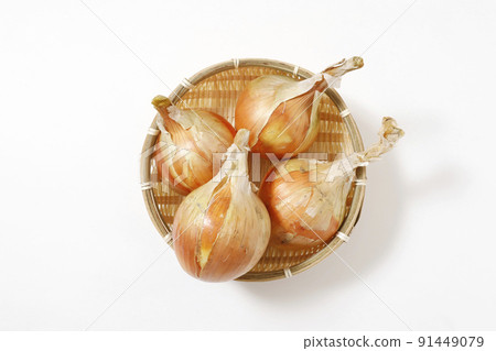 onion onion 91449079
