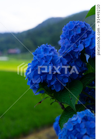 Hydrangea flower Amano, Katsuragi-cho, Ito-gun, Wakayama Prefecture Hydrangea flower Amano, Katsuragi-cho, Ito-gun, Wakayama Prefecture 91449210